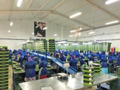 水果加工生产线输送机皮带的